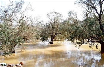 المياه تغمر الزيتون