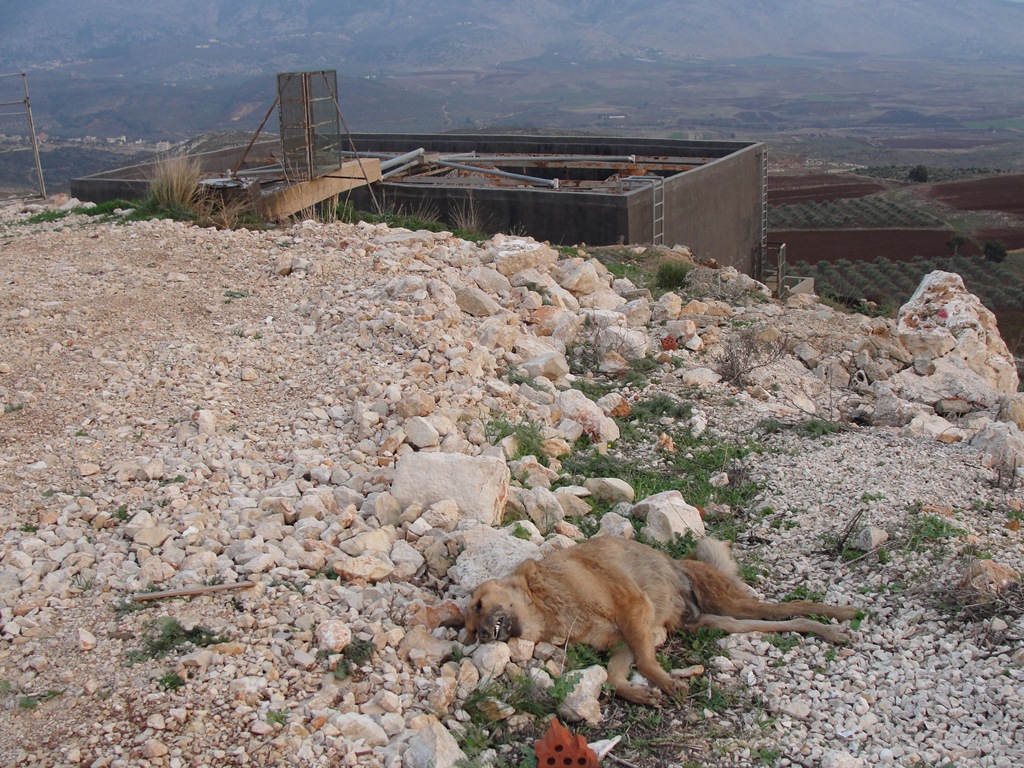 ذئب ميت (أو ربما كلب برّي) قد يكون مات بعدما شرب من تلك المياه الملوثة