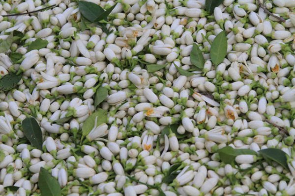 زهر الليمون بعد قطافه في مغدوشة