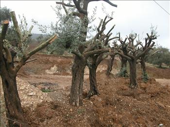اقتـلاع الزيتـون المعمـر فـي حاصبيـا