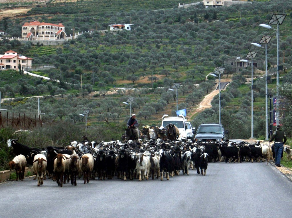 عودة  القطيع