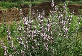  زهور نبتات القصعين في حقول بلدة بينو. (م.ح.)