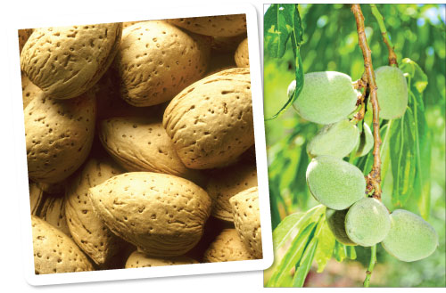 «العوجة» أو «اللوز الأخضر» تبدأ الموسم بـ«الطراوة» وتنهيه بـ«القساوة»