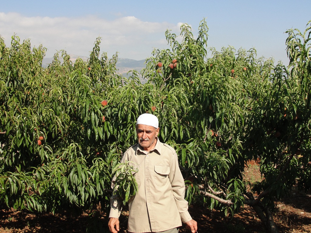 الحاج أبو توفيق سعد في بستانه