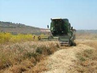 حصادة قمح تحصد الإنتاج في سهل الخيام