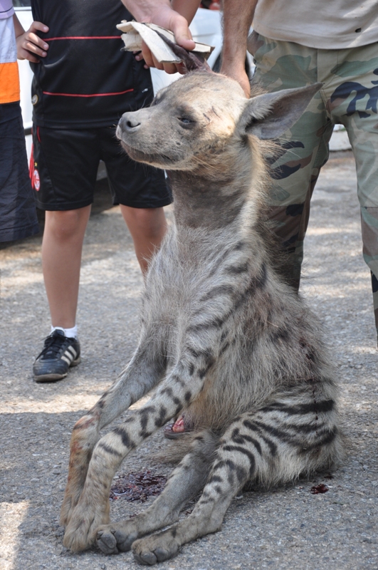 اصطياد ضبع في الدوير بعد افتراس عدد من طيور الدجاج