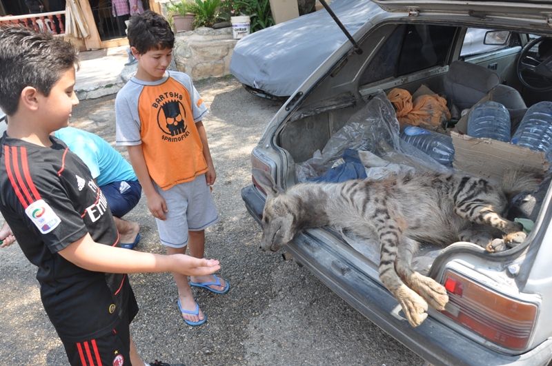 اصطياد ضبع في الدوير بعد افتراس عدد من طيور الدجاج