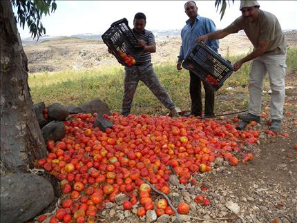 يرمون البندورة في سهل الماري (طارق ابو حمدان)