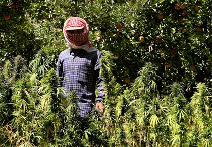 دويلة الحشيشة في لبنان!..