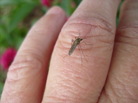 هجمات البرغش تشتد دون توقف وخاصة في الليالي المظلمة بسبب انقطاع الكهرباء