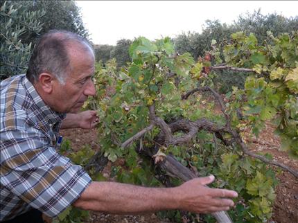 مزارع يعاين دالية مصابة بالمرض في الفرديس