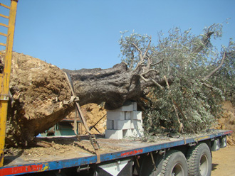 اقتلاع الزيتون المعمَّر يصل الى حاصبيا والعرقوب