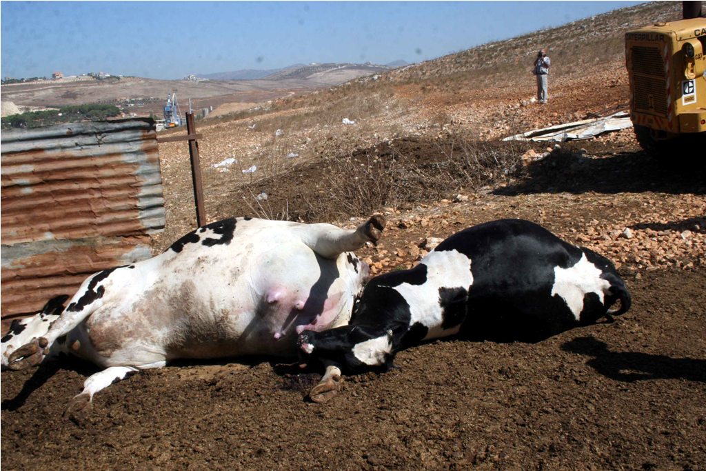 بقرات نافقة