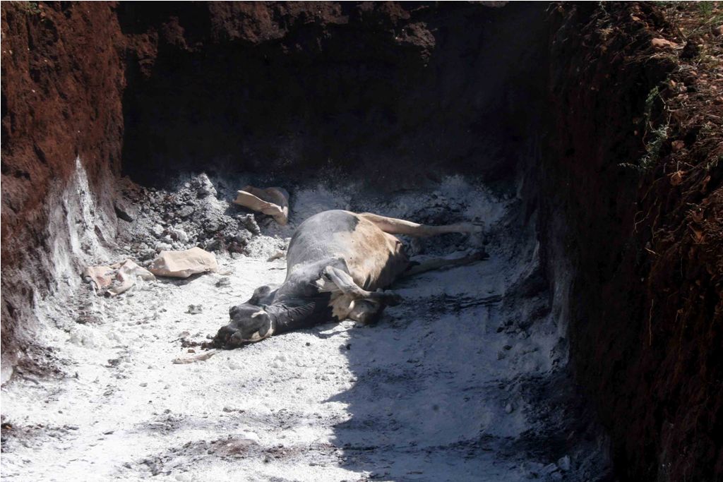 بقرة في الكلس تمهيدا لدفنها