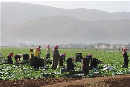  مزارعون في سهل البقاع أمس