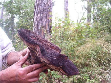 من انواع الفطر اللبناني
