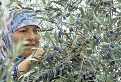 قطـاف الزيتـون في صـور ينطلـق بخجـل