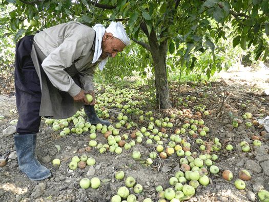  تفاح حاصبيا ..الأسعار عالأرض