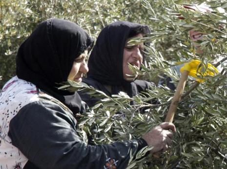 دخل مزارعو الزيتون موسماً جديداً في وقت لم يسددوا فيه حساباتهم عن الموسم الفائت (كامل جابر)