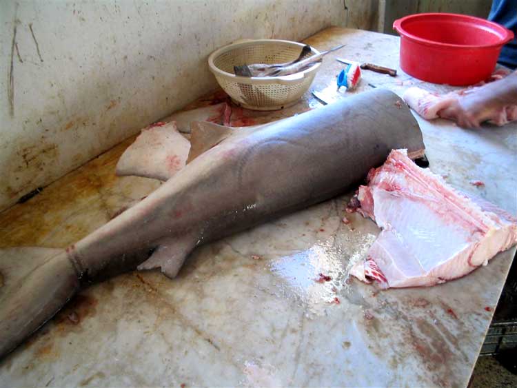 سوق السمك صار في بيروت: عمري 16 سنة