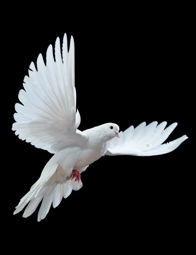 أيها الملاك الطاهر، حلِّقي في سماء الله، في جنة الخلد، وانزلي إلينا حمامة بيضاء، كما نزلت في يوم موتك