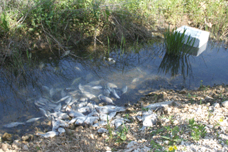 أسماك ومواد غذائية فاسدة مرمية في سهل الخيام