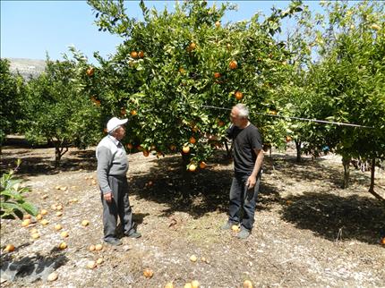  ثمة من افتتح بستانه للمزارعين مجاناً