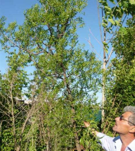 أحلى ما في فاكهة العناب أن شجراته لا تحتاج لكثير عناية، إذ يمكن زراعتها في مختلف أنواع التربة. ثمة ميزة أخرى أنه لا يصاب بالامراض كغيره من