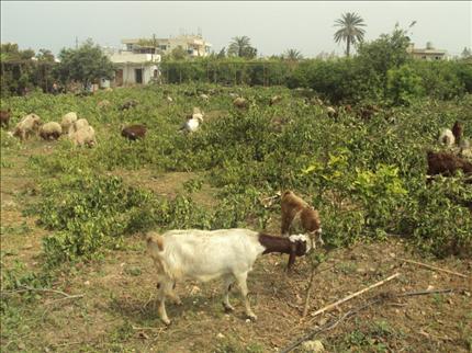 ماعز ترعى في أحد البساتين بعد اقتلاع أشجار الحمضيات في صور (حسين سعد)