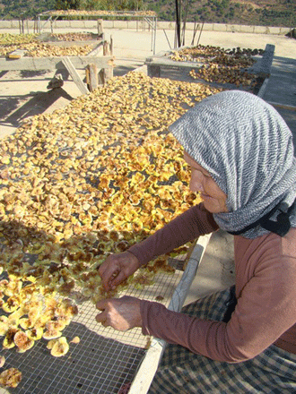  تين كفرحمام أغلى .. لكن أطيب