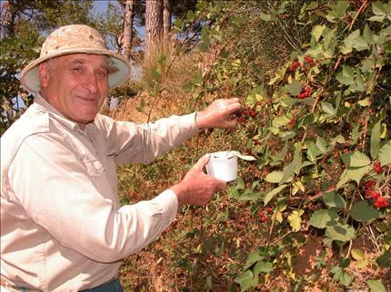 ثمرة العليّق البري اصبحت محصولا