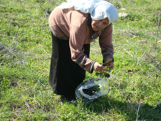  موسم «السليقا».. خير الأرض من خير السما