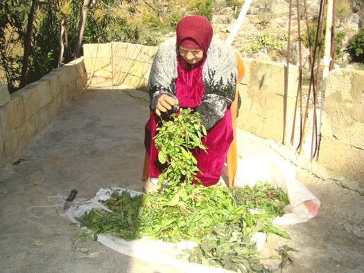  موسم «السليقا».. خير الأرض من خير السما