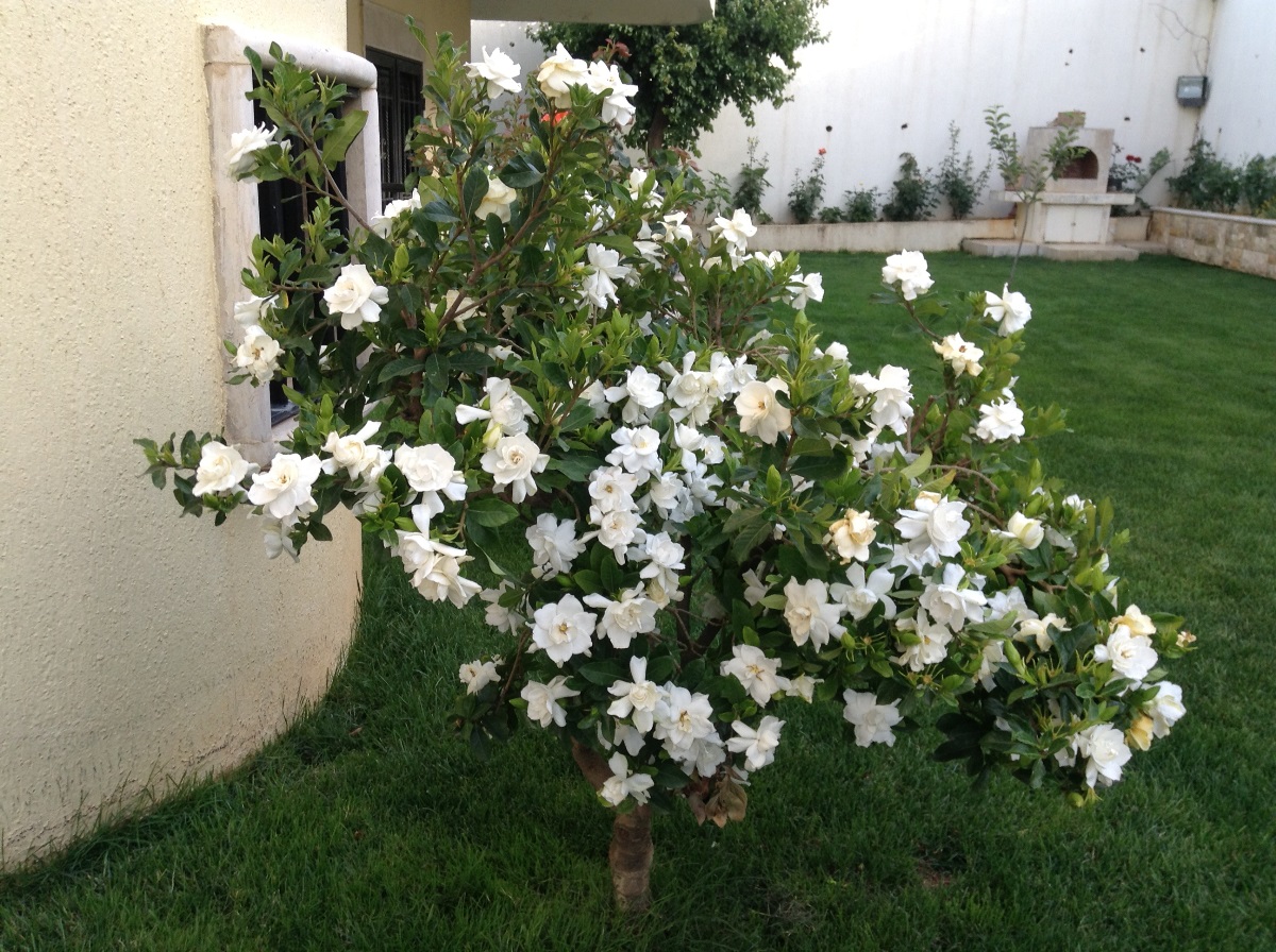 منزل رائع معروض للبيع في الخيام