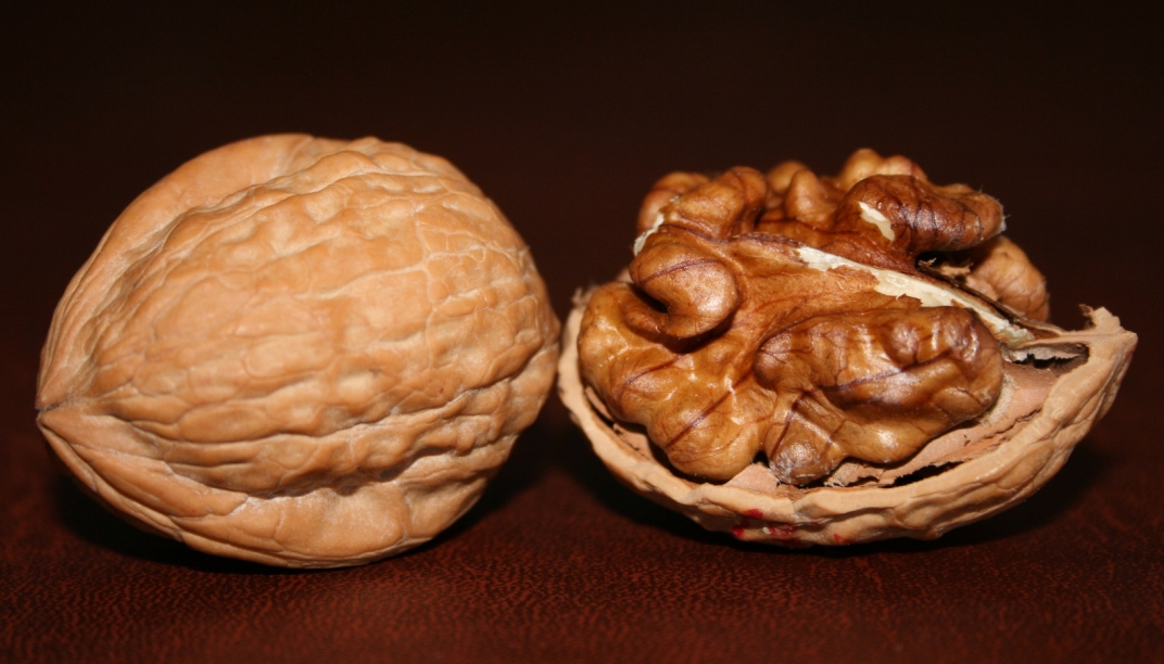 موسم الجوز في إهدن وفير كمّاً صغير حجماً