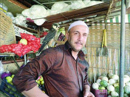 طائر الباشق على كتف حسين رفيق الحرفوش (طارق أبو حمدان)