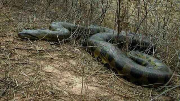 الأفعى المعمرة عاجزة عن الحركة.