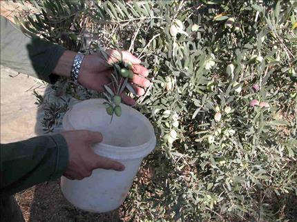 سعر مبيع الزيتون الأخضر 4 إلى 5 آلاف ليرة للكلغ (حسين سعد)