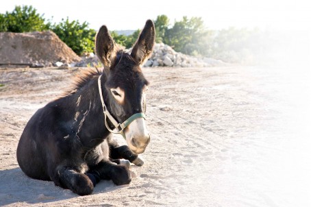 ينتظر كسوته (تصوير: علي شريم)