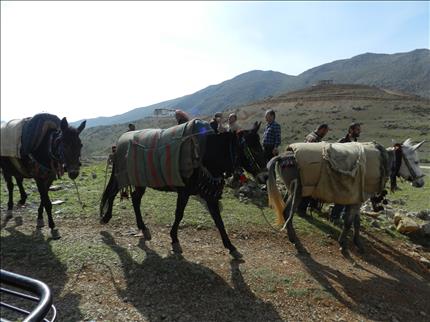 تُدرَّب البغال على سلوك طرق تهريب معينة