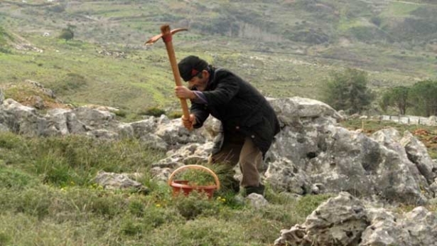 رجال ونساء واولاد من مختلف الاعمار، جمعهم حبّ الأرض، فقاموا بغرس أكثر من 55 ألف نصبة في بلدة القليعة