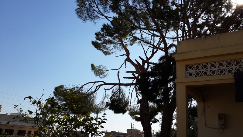 بقايا أغصان متكسرة على شجرة صنوبر