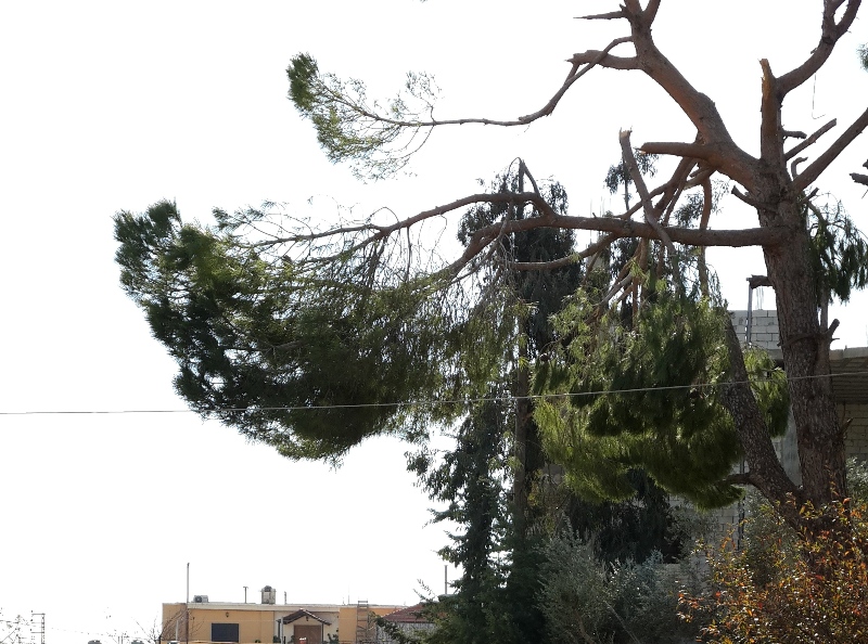 بقايا أغصان متكسرة على شجرة صنوبر