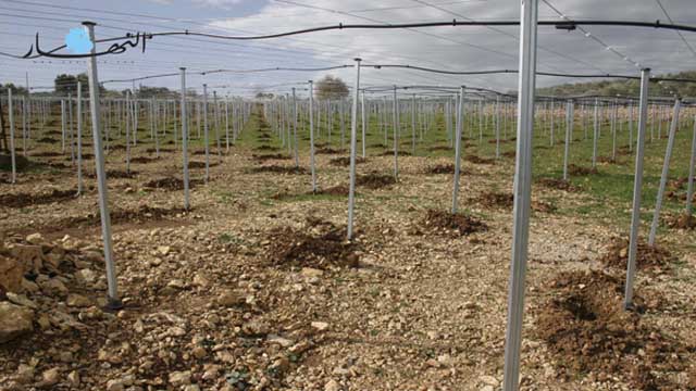 كروم غرست حديثاً في راشيا الفخار.