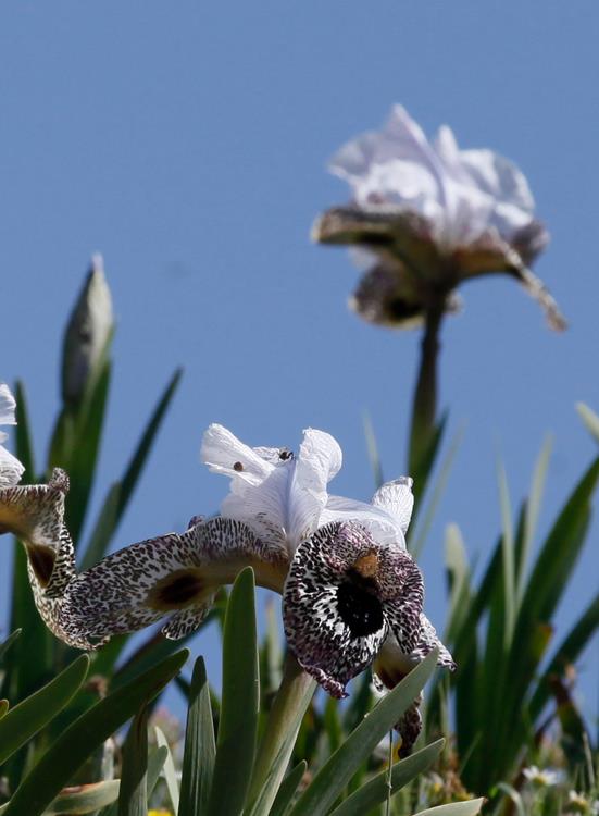 صورة لجمال السعيدي