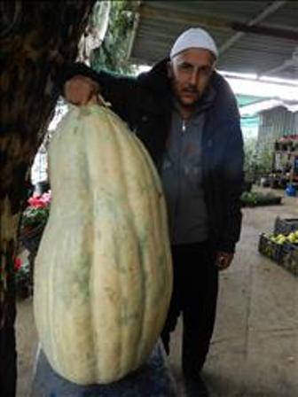 المزارع الحرفوش ويقطينته (طارق أبو حمدان)