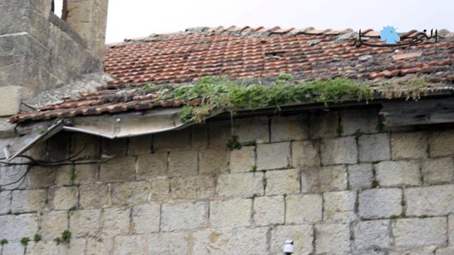     العشب نبت على قرميدها.