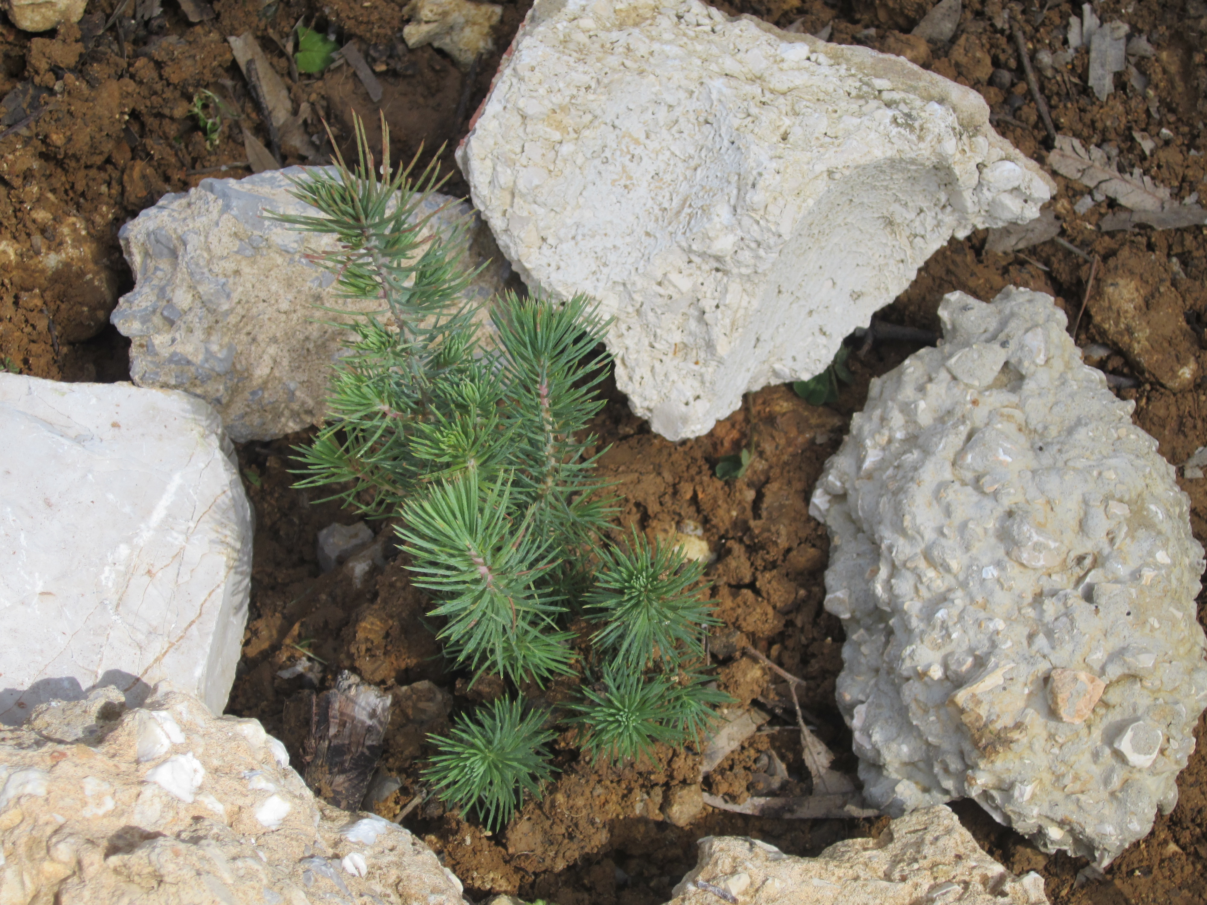 تجمع شبيبة عين قنيا يطلق حملة بيئية‎