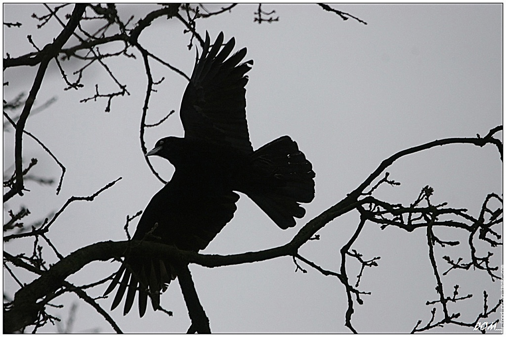 لا يطير في سمائنا غير الغربان...