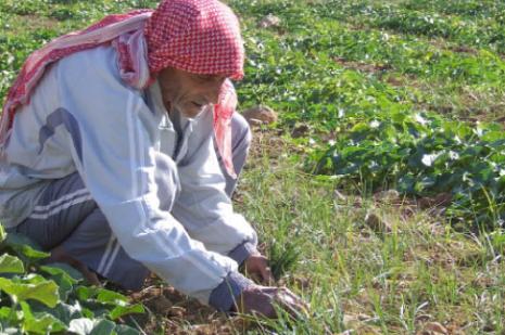 يتصدّر العكّوب قائمة الحشائش والأعشاب البرية الغذائية (رامح حمية)